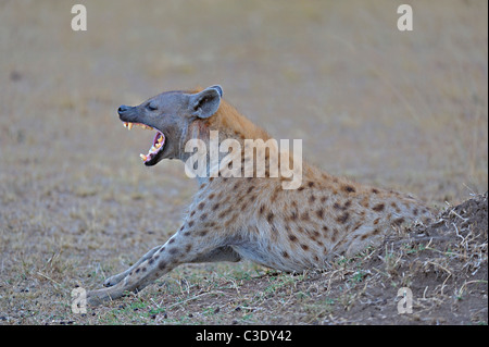 Yawning Spotted hyena (Crocuta crocuta) also known as laughing hyena in Masai Mara, Kenya Stock Photo