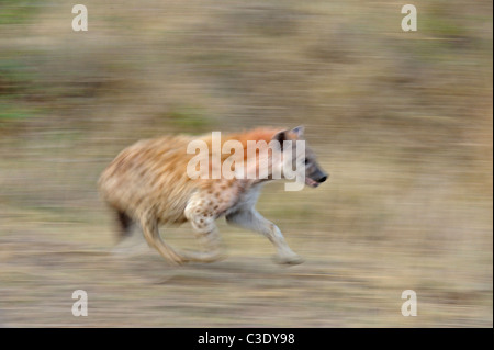 Spotted hyena (Crocuta crocuta) also known as laughing hyena running in Masai Mara, Kenya Stock Photo