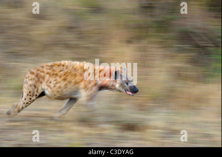 Spotted hyena (Crocuta crocuta) also known as laughing hyena running in Masai Mara, Kenya Stock Photo