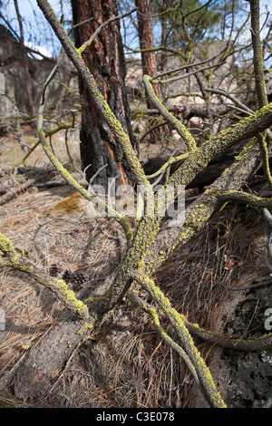 Lichens on a fallen branch, Northrup Canyon Natural Area, Grant County, Washington Stock Photo