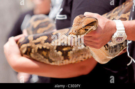 African rock python (Python sebae) being held by zoo keepers Stock Photo