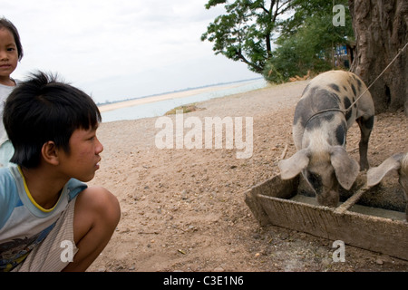 A young boy is watching his pig eat slop from a trough on the shore of the Mekong River in Kratie, Cambodia. Stock Photo