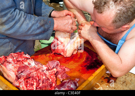Zabijacka- traditional rural pig slaughter in Czech Republic Stock Photo