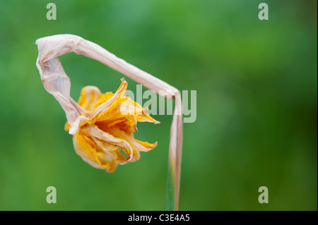 Dead tete a tete daffodil flower in the garden Stock Photo