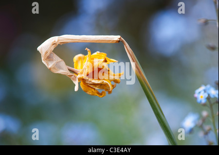 Dead tete a tete daffodil flower in the garden Stock Photo