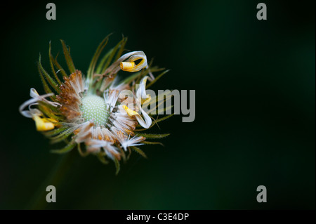 Doronicum Caucasicum Finesse flower seeds. Leopards Bane flower seed head Stock Photo