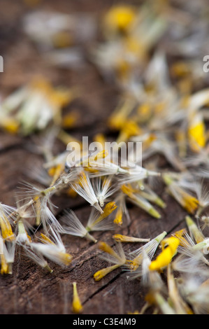 Doronicum Caucasicum Finesse flower seeds. Leopards Bane flower seeds Stock Photo