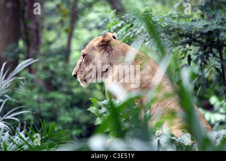 A Lioness (Panthera leo) resting in the shade at Singapore Zoo