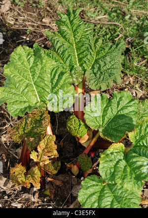 First leaves of a rhubarb plant in early spring Stock Photo