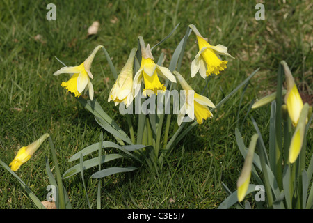 A wild daffodil  or lent lily (Narcissus pseudonarcissus) flowers in grassland Stock Photo