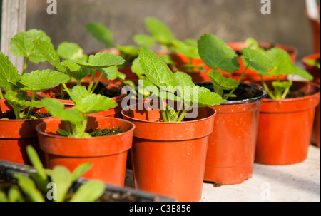 planting hollyhock seedlings