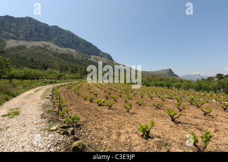 unsealed mountain road through vineyard, Sierra Bernia, Alicante Province, Valencia, Spain Stock Photo