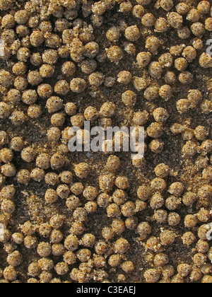 Pattern in the sand , created by small crabs at Ganpatiphule , Maharashtra , India Stock Photo