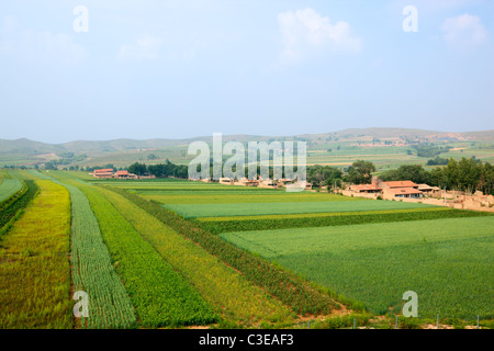 inner mongolia: village and crop field Stock Photo