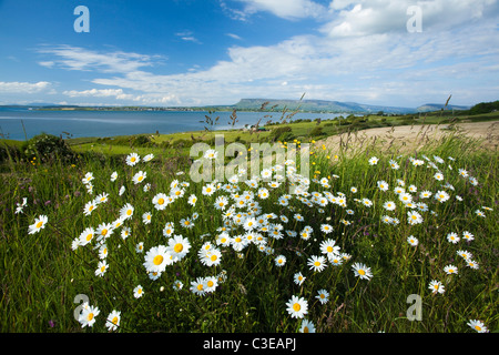 Ox-eye daisies (leucanthemum vulgare) above Sligo Bay, County Sligo, Ireland. Stock Photo