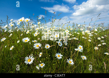 Bank of ox-eye daisies (leucanthemum vulgare), County Sligo, Ireland.