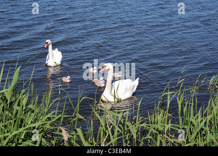 couple of white swans and young cygnets Stock Photo