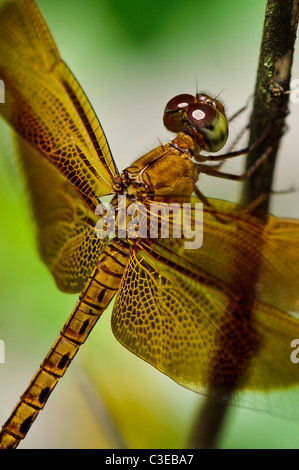 Red Grasshawk Dragonfly Stock Photo