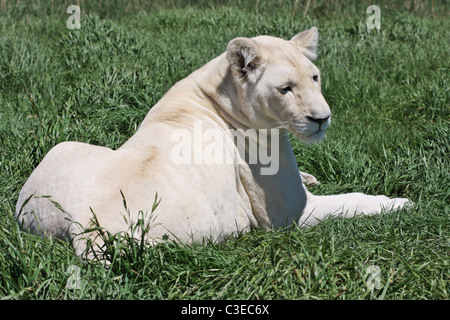 White female lion, lion park, Port Elizabeth, South Africa, green plants Stock Photo