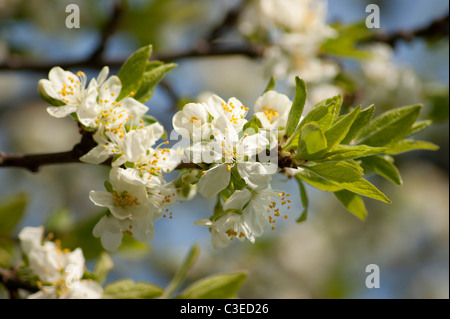 Cherry flowers Stock Photo