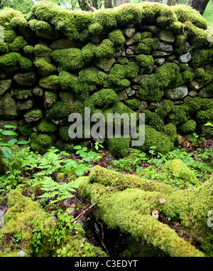 Mossy wall on the Quaker Trail near Dolgellau, north Wales Stock Photo