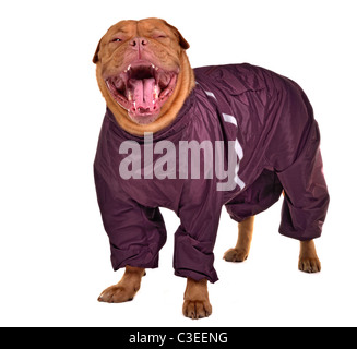 Cute yawning dog dressed with raincoat, isolated on white background Stock Photo