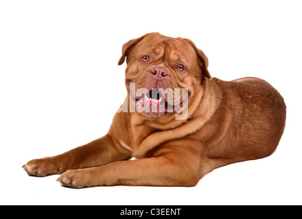 Cute dog of Dogue De Bordeaux breed lying isolated Stock Photo