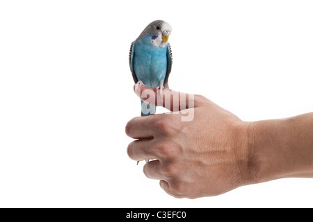 blue budgie close up shot Stock Photo
