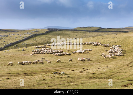 Sheep farming in Wharfedale Yorkshire UK Stock Photo