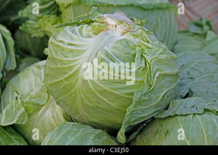 Cabbage, Brassica oleracea var capitata Most common vegetable in India Stock Photo