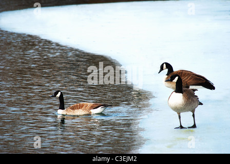 Canadian Geese on lake ice during spring migration. Stock Photo