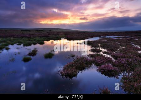 Beautiful purple summer heather grows amidst the rain soaked moors above Hebdon in the Yorkshire Dales of England Stock Photo