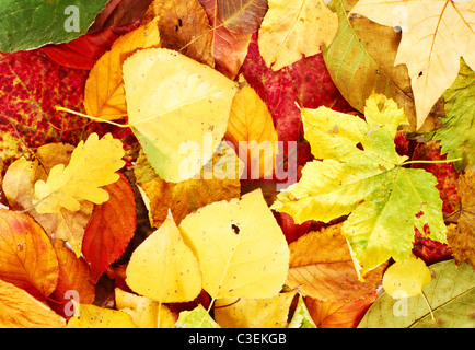 Autumnal texture with different types, shapes and colors of leaves Stock Photo