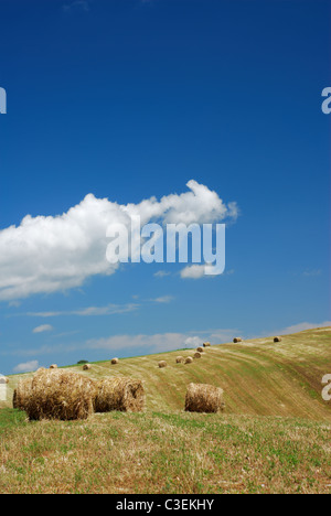 Hay bales in summer meadow under blue sky Stock Photo