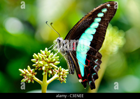 Blue Jay Butterfly Stock Photo