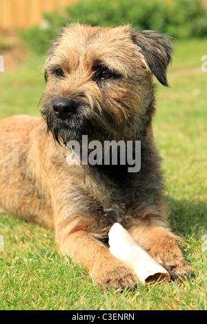 Border Terrier dog lying down with bone Stock Photo