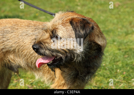 A border terrier dog on a lead looking backwards Stock Photo