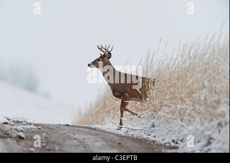 White-tailed Deer Buck crossing a dirt road, Western Montana Stock Photo