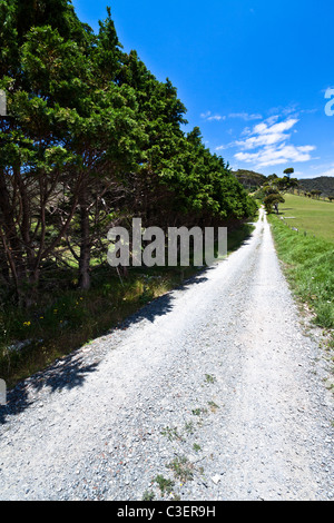 Rocky hiking trail, surrounded by green trees. Summer with bright blue sky. Whangarei Heads, New Zealand Stock Photo