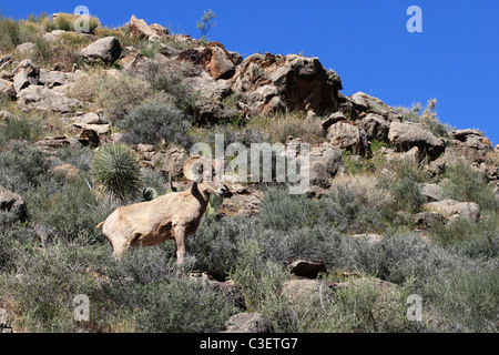 desert bighorn sheep ram in the Grand Canyon of Arizona Stock Photo