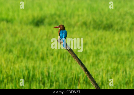 White throated Kingfisher Southern Sri Lanka Stock Photo