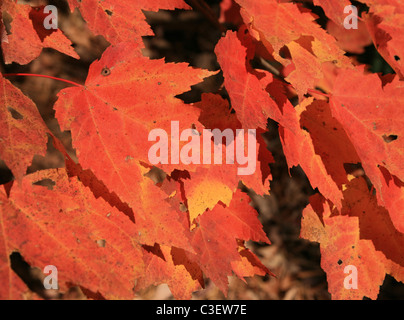 red fall maple leaves on a tree in the autumn Stock Photo