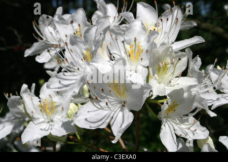 White Azalea Flowers Taken at Ness Botanic Gardens, Wirral, UK Stock Photo