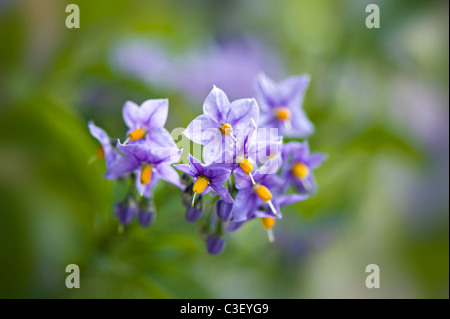 Solanum dulcamara, also known as bittersweet, bittersweet nightshade, bitter nightshade, blue bindweed, Amara Dulcis, climbing nightshade, fellenwort, Stock Photo