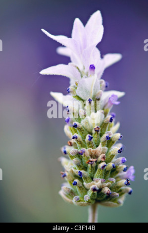 Close-up image of the delicate Lavendula dentata also known as French Lavender Stock Photo