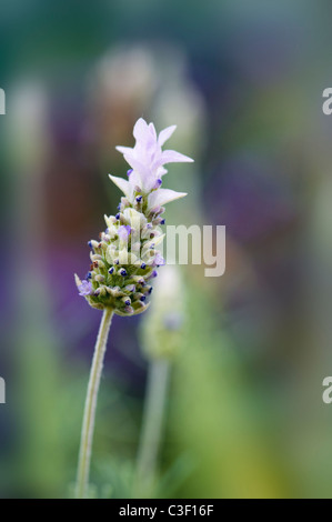 Close-up image of the delicate Lavendula dentata also known as French Lavender Stock Photo