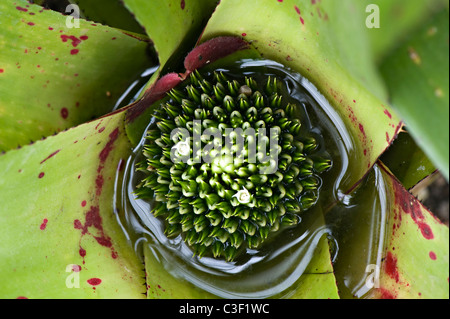 Close-up image of a Neoregelia burle-marxii flower Stock Photo