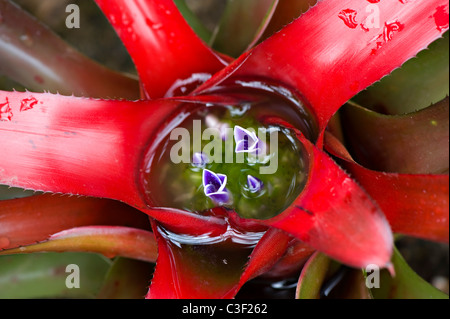 Neoregelia carolinae flower also known as Blushing Bromeliad Stock Photo