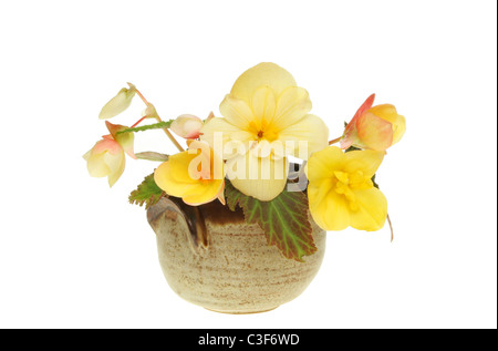 Yellow begonia flowers in a glazed clay pot against white Stock Photo