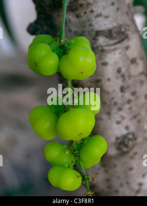 Fruits, Emblic Gooseberry on a tree Stock Photo